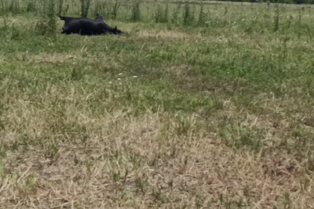 A uno de los animales alcanzaron a matarlo de un disparo pero no lo faenaron.