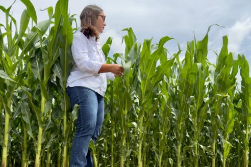 Última llamada para el maíz: la siembra tardía