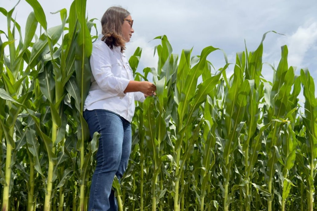 La clave actualmente es definir la fecha de siembra correcta del híbrido tardío