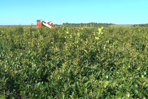 Postales del 99° Aniversario de la Coop. Agricola de la Colonia Liebig Ltda - Programa Especial para LAS y Cosecha de Yerba Mate