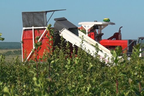 Postales del 99° Aniversario de la Coop. Agricola de la Colonia Liebig Ltda - Programa Especial para LAS y Cosecha de Yerba Mate