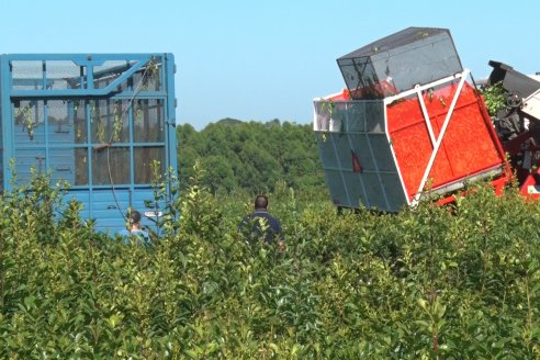 Postales del 99° Aniversario de la Coop. Agricola de la Colonia Liebig Ltda - Programa Especial para LAS y Cosecha de Yerba Mate