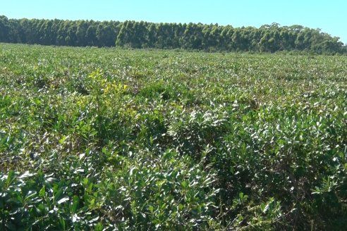 Postales del 99° Aniversario de la Coop. Agricola de la Colonia Liebig Ltda - Programa Especial para LAS y Cosecha de Yerba Mate