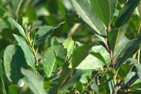 Postales del 99° Aniversario de la Coop. Agricola de la Colonia Liebig Ltda - Programa Especial para LAS y Cosecha de Yerba Mate