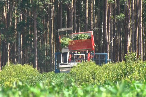 Postales del 99° Aniversario de la Coop. Agricola de la Colonia Liebig Ltda - Programa Especial para LAS y Cosecha de Yerba Mate