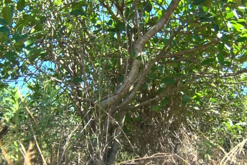 Postales del 99° Aniversario de la Coop. Agricola de la Colonia Liebig Ltda - Programa Especial para LAS y Cosecha de Yerba Mate