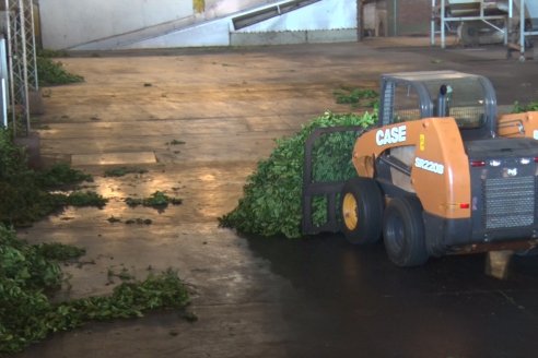 Postales del 99° Aniversario de la Coop. Agricola de la Colonia Liebig Ltda - Programa Especial para LAS y Cosecha de Yerba Mate