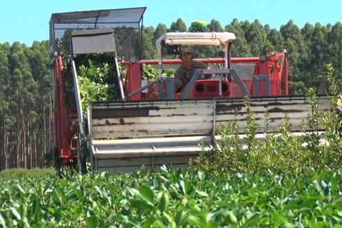 Acariciando su centenario de vida, Cooperativa Liebig puso en valor el poder de la cadena de la yerba mate