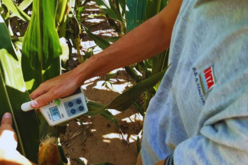 El uso de efluentes porcinos aumenta el rinde de la soja; en maíz no tanto