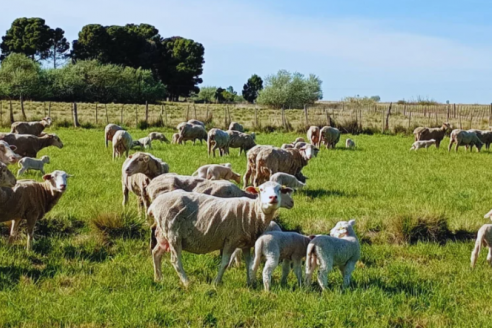 En el sur del país impulsan a la raza Merino Dohne por la calidad de su carne y fina lana