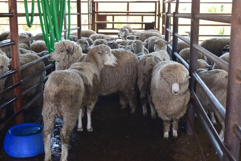 Que en Europa desciendan los rodeos de vacunos y ovinos es una buena noticia para Argentina