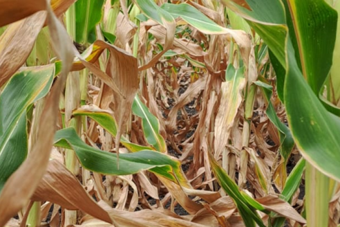 Productores federados del sur provincial advierten sobre daños productivos y ambientales por sequía