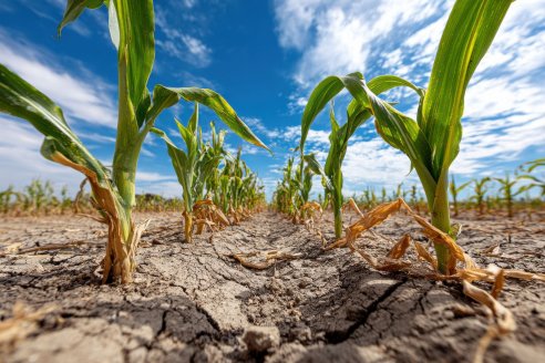 Llega EnBio 2026: Por primera vez un evento sobre estrés abiótico
