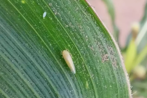 La detección temprana ordena el manejo de la chicharrita