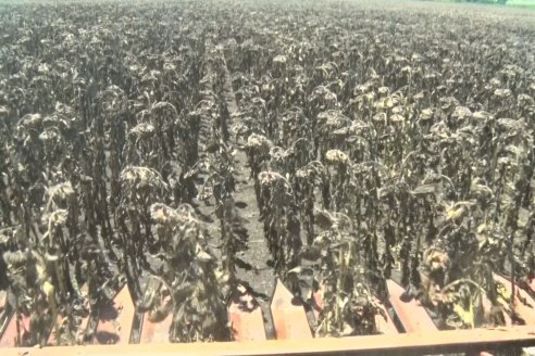 El girasol entrerriano 2026 está por debajo de lo hecho el año pasado