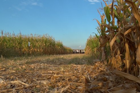 El aumento de chicharritas abre una oportunidad para estudiar mejor el manejo de la plaga