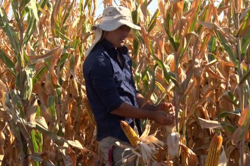 Las perspectivas económicas son favorables para el maíz de este ciclo