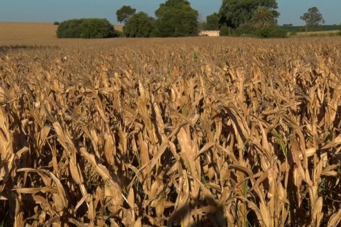 Fijaron los topes de aumento en el Inmobiliario Rural y Subrural de 2026
