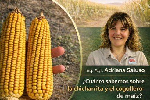 Muestra de híbridos de maíz