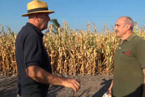 Ricardo De Carli: "La rotación en siembra directa continua nos ha salvado en años de sequía"