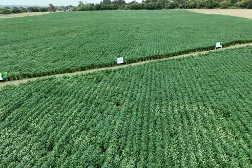 La lluvia de este viernes sirve para entonar cultivos y menguar apenas la intensidad del calor que dejó enero
