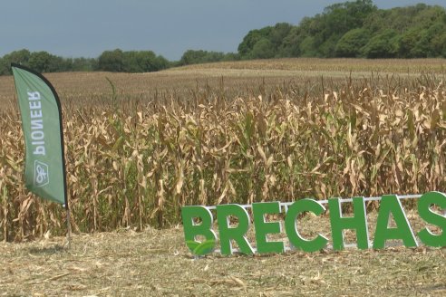 Desde Estab. San Alfonso - Colonia Ensayo: Jornada BRECHAS de Pioneer en Entre Ríos