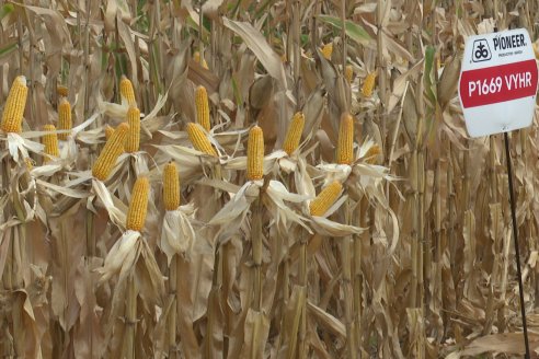 Desde Estab. San Alfonso - Colonia Ensayo: Jornada BRECHAS de Pioneer en Entre Ríos