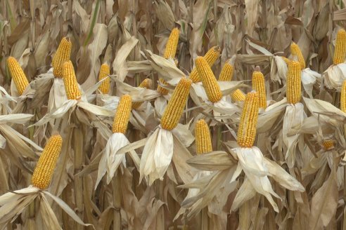 Desde Estab. San Alfonso - Colonia Ensayo: Jornada BRECHAS de Pioneer en Entre Ríos