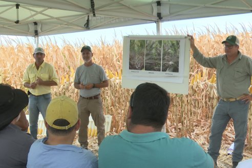 Desde Estab. San Alfonso - Colonia Ensayo: Jornada BRECHAS de Pioneer en Entre Ríos