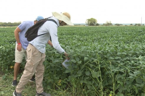 Desde Estab. San Alfonso - Colonia Ensayo: Jornada BRECHAS de Pioneer en Entre Ríos