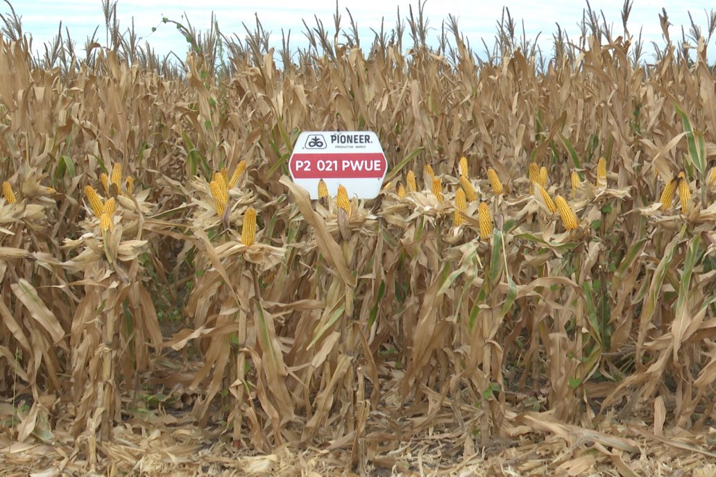 Desde Estab. San Alfonso - Colonia Ensayo: Jornada BRECHAS de Pioneer en Entre Ríos