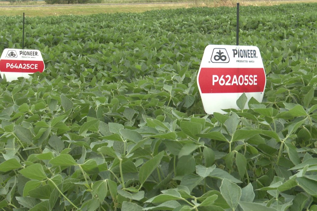 Desde Estab. San Alfonso - Colonia Ensayo: Jornada BRECHAS de Pioneer en Entre Ríos