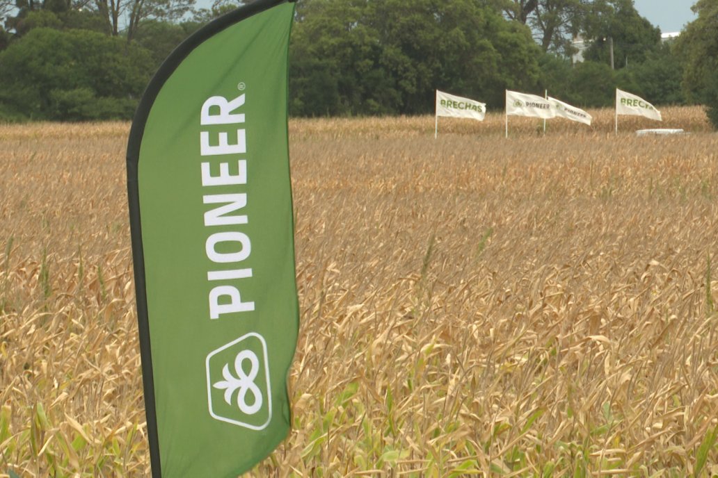 Desde Estab. San Alfonso - Colonia Ensayo: Jornada BRECHAS de Pioneer en Entre Ríos