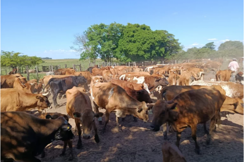 El bovino Criollo se consolida como una alternativa ganadera sostenible