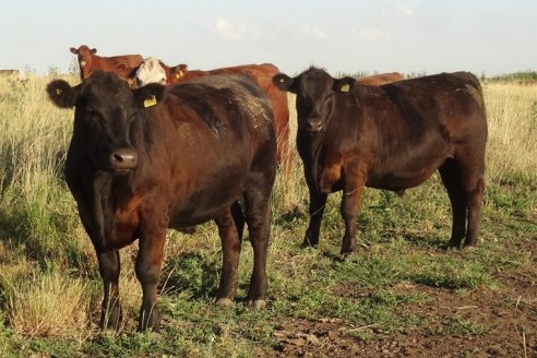 El novillo Mercosur marcó un récord histórico