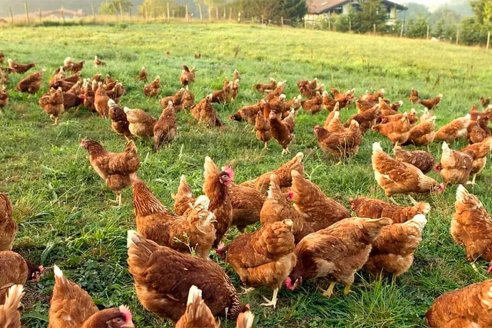 ¿Es posible producir pollos sin antibióticos y mantener rendimiento y sanidad?