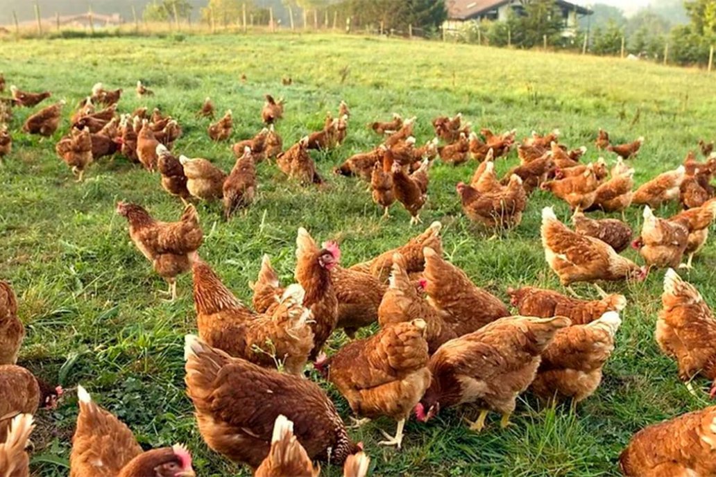 ¿Es posible producir pollos sin antibióticos y mantener rendimiento y sanidad?