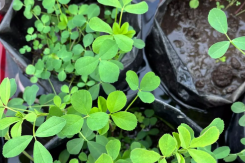 Ahora se puede lograr alfalfa mejor adaptada a los ambientes limitados