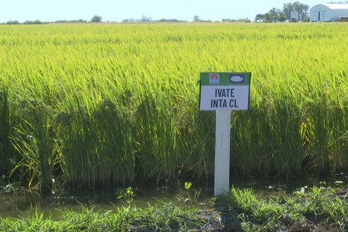 Postales del Día de Campo de Arroz de Fundación Proarroz - San Salvador, Entre Ríos