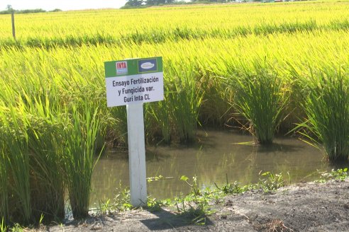 Postales del Día de Campo de Arroz de Fundación Proarroz - San Salvador, Entre Ríos