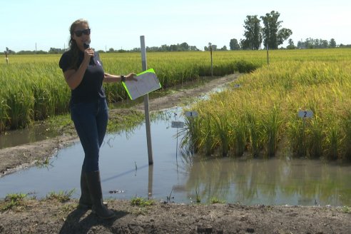 Postales del Día de Campo de Arroz de Fundación Proarroz - San Salvador, Entre Ríos