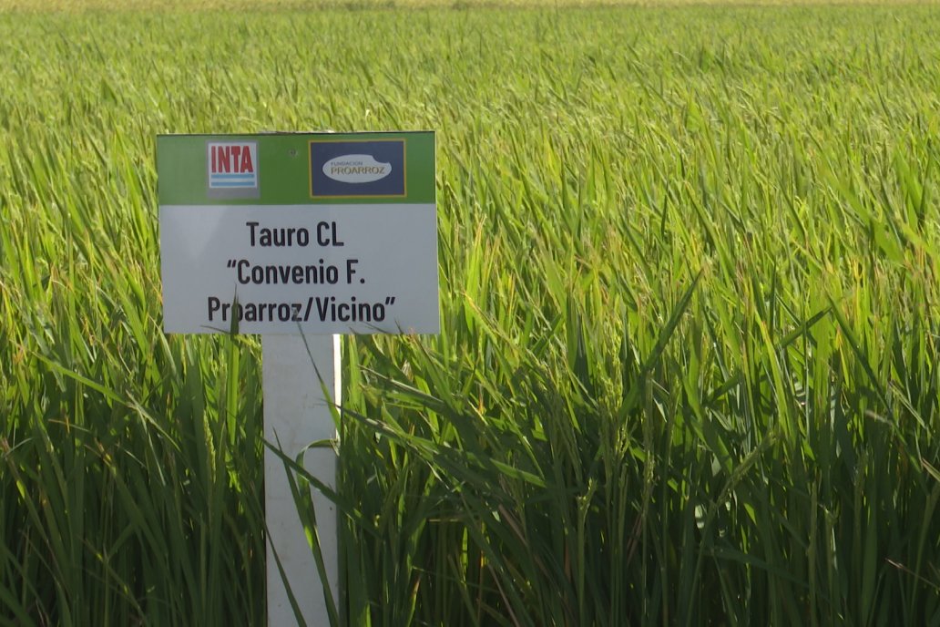 Postales del Día de Campo de Arroz de Fundación Proarroz - San Salvador, Entre Ríos