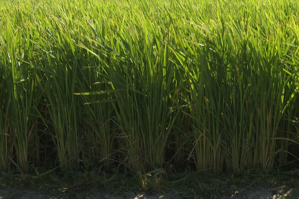Postales del Día de Campo de Arroz de Fundación Proarroz - San Salvador, Entre Ríos