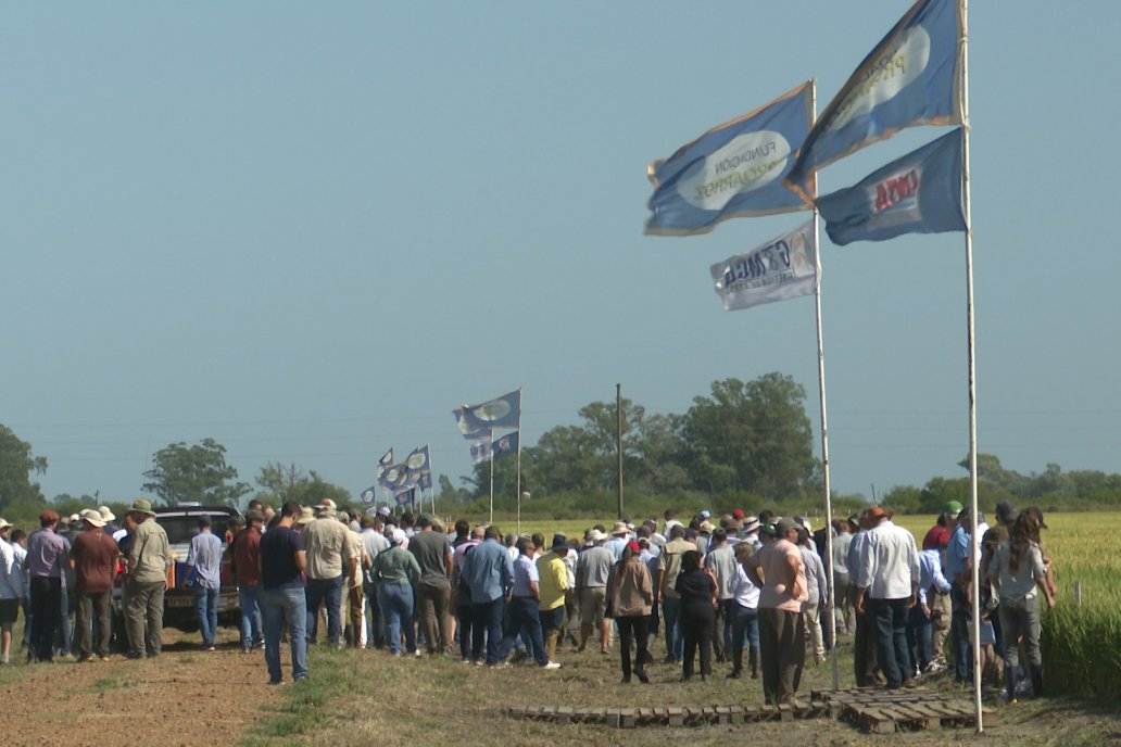 Postales del Día de Campo de Arroz de Fundación Proarroz - San Salvador, Entre Ríos