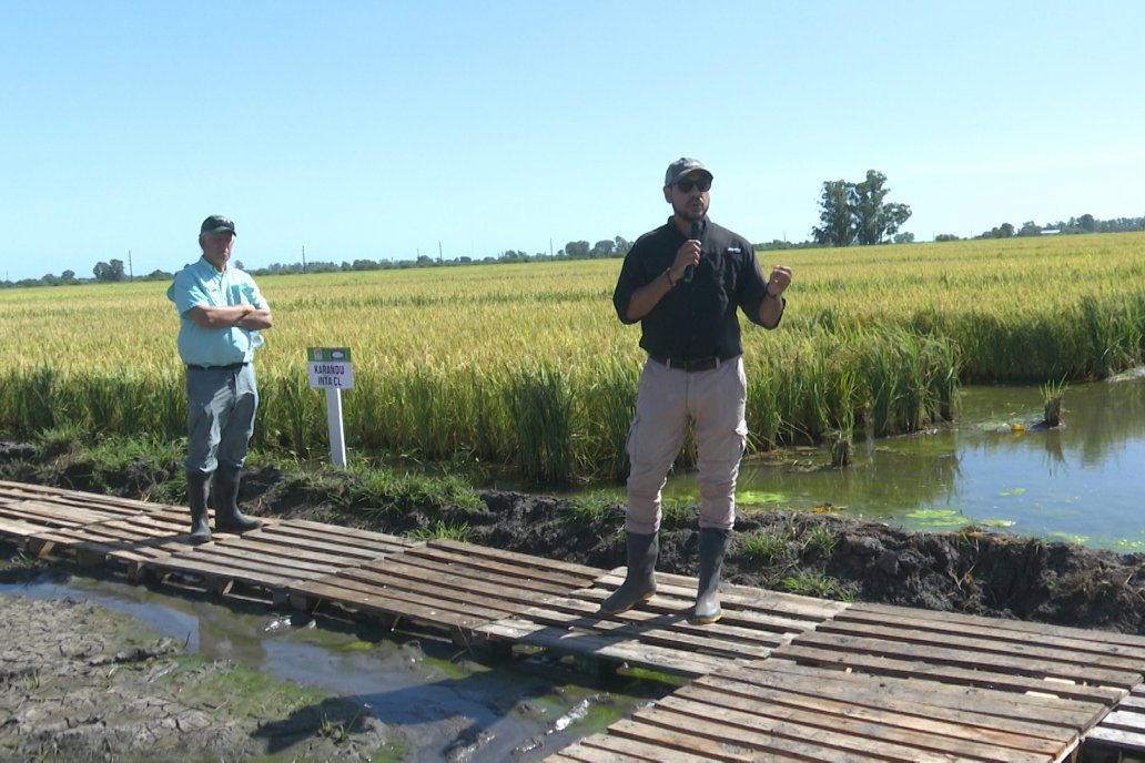Postales del Día de Campo de Arroz de Fundación Proarroz - San Salvador, Entre Ríos