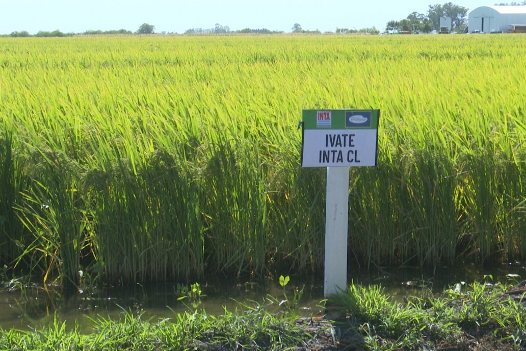 Postales del Día de Campo de Arroz de Fundación Proarroz - San Salvador, Entre Ríos