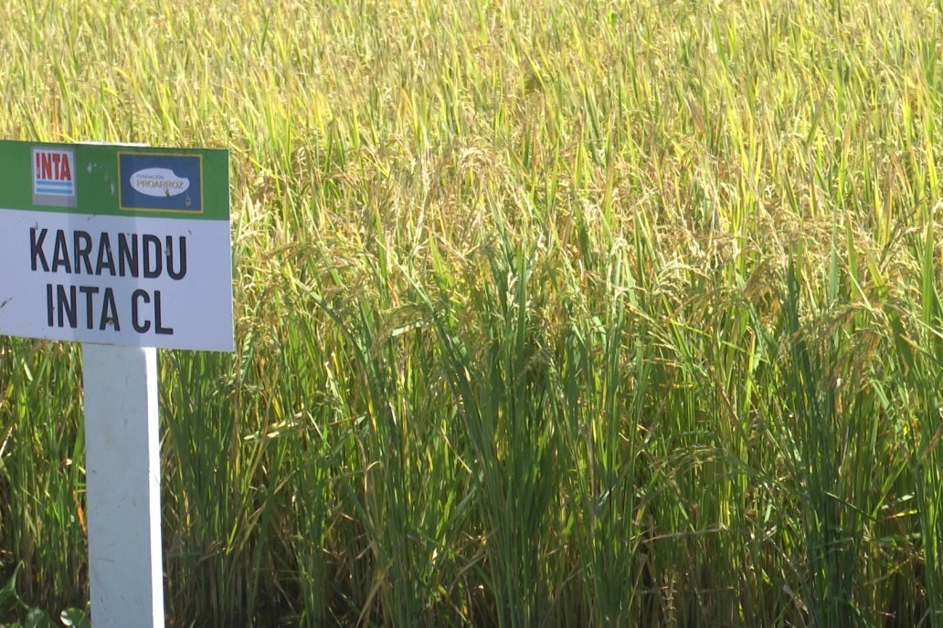 Postales del Día de Campo de Arroz de Fundación Proarroz - San Salvador, Entre Ríos