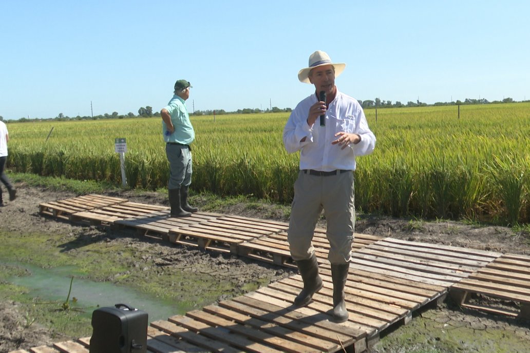 Postales del Día de Campo de Arroz de Fundación Proarroz - San Salvador, Entre Ríos