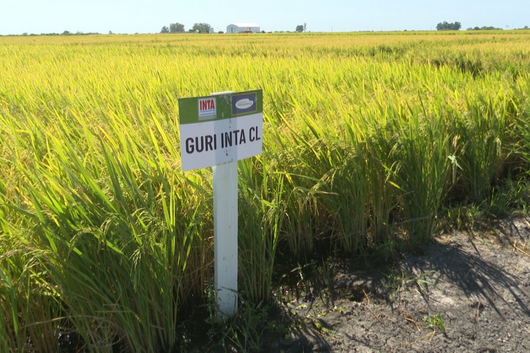 Postales del Día de Campo de Arroz de Fundación Proarroz - San Salvador, Entre Ríos