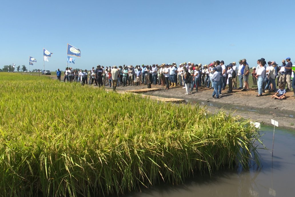 Postales del Día de Campo de Arroz de Fundación Proarroz - San Salvador, Entre Ríos
